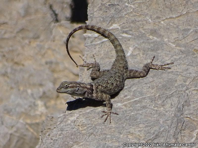 Blue Spiny Lizard (Sceloporus cyanostictus)