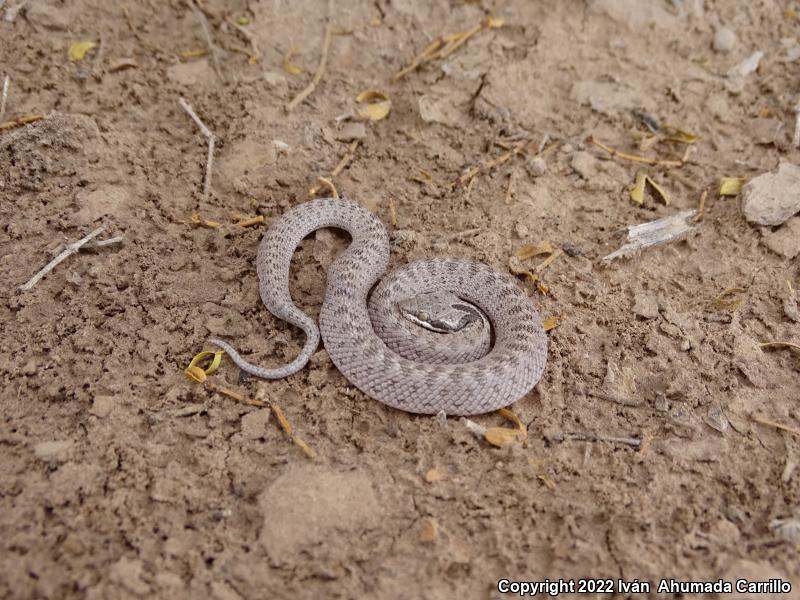 Chihuahuan Nightsnake (Hypsiglena jani)