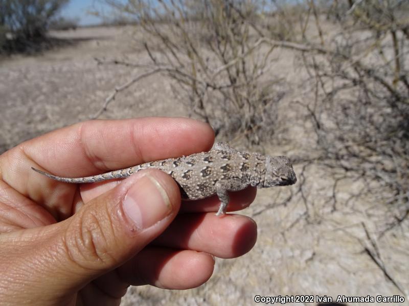 Speckled Earless Lizard (Holbrookia approximans)