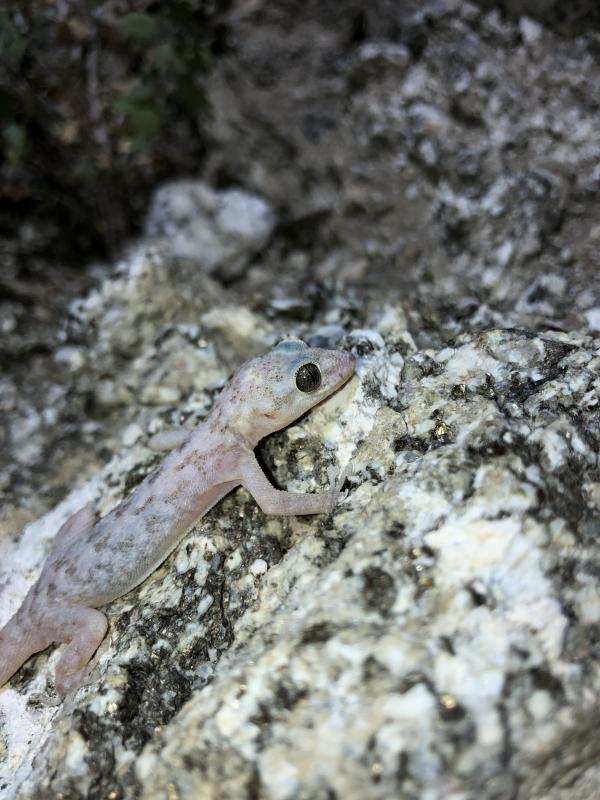 Peninsula Leaf-toed Gecko (Phyllodactylus nocticolus nocticolus)