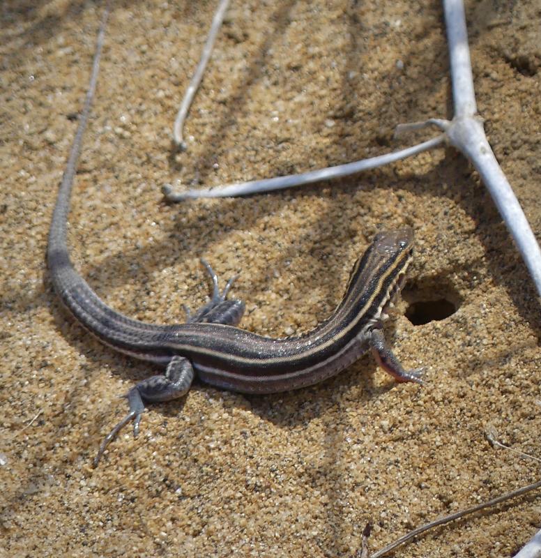 Belding's Orange-throated Whiptail (Aspidoscelis hyperythra beldingi)