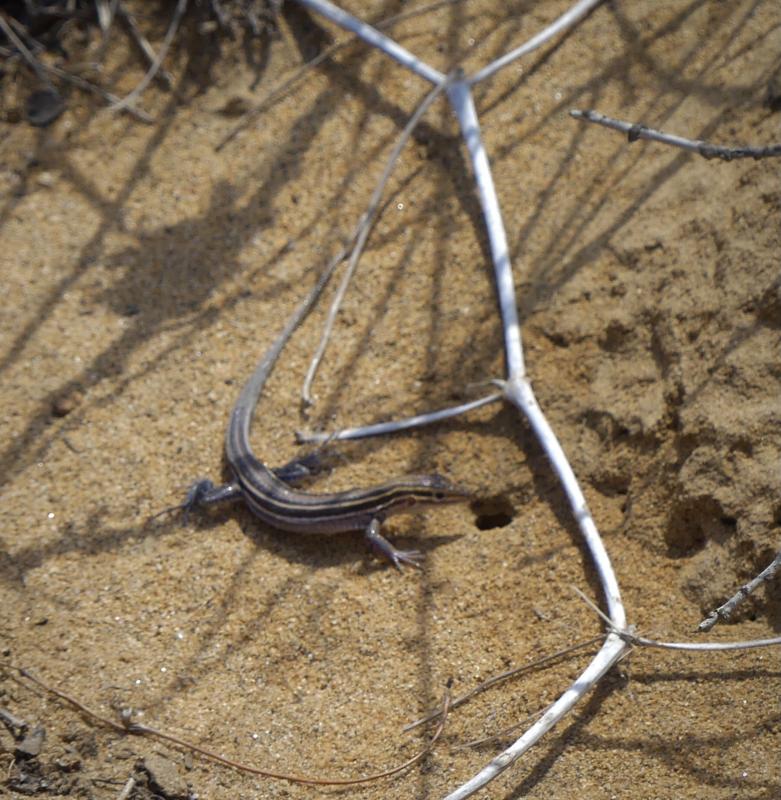 Belding's Orange-throated Whiptail (Aspidoscelis hyperythra beldingi)