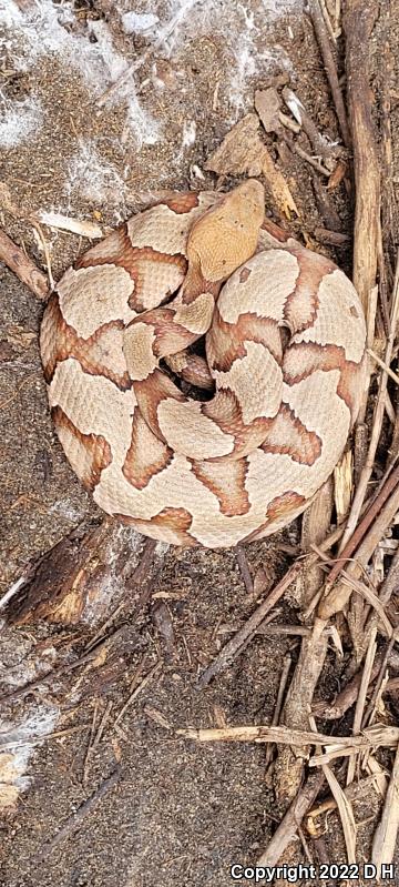 Southern Copperhead (Agkistrodon contortrix contortrix)