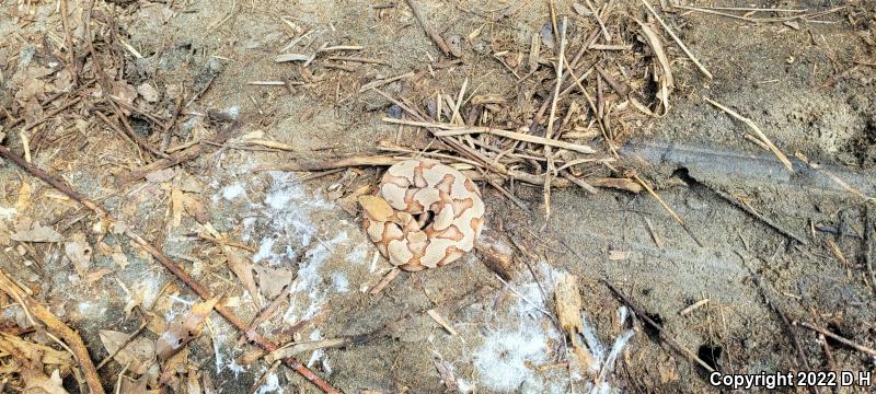 Southern Copperhead (Agkistrodon contortrix contortrix)