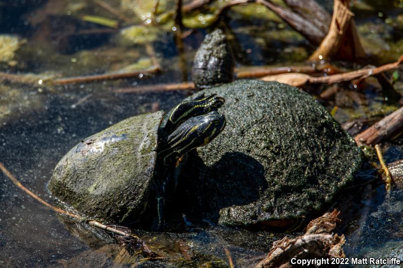 Peninsula Cooter (Pseudemys peninsularis)