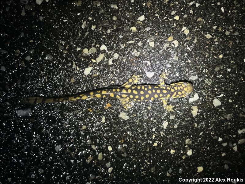 Eastern Tiger Salamander (Ambystoma tigrinum)