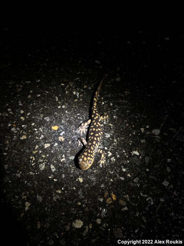 Eastern Tiger Salamander (Ambystoma tigrinum)