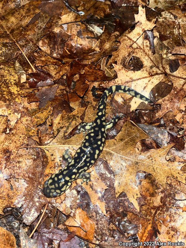 Eastern Tiger Salamander (Ambystoma tigrinum)