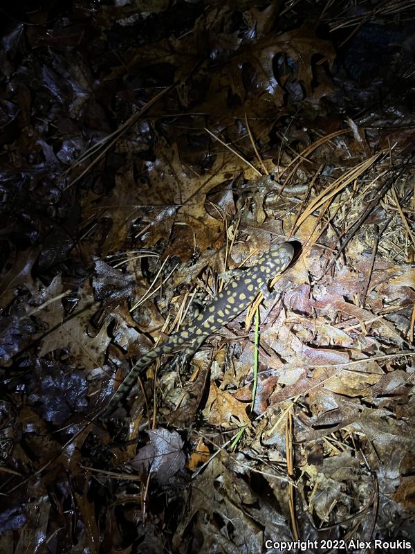 Eastern Tiger Salamander (Ambystoma tigrinum)