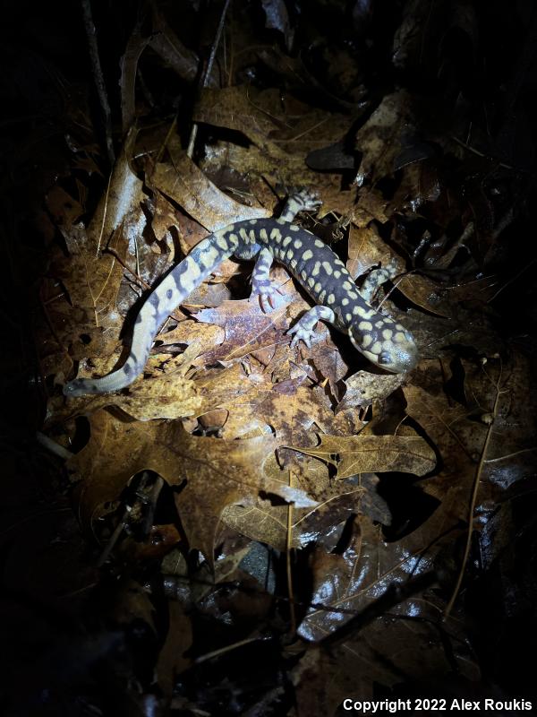 Eastern Tiger Salamander (Ambystoma tigrinum)