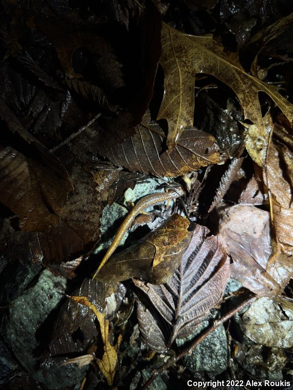 Four-toed Salamander (Hemidactylium scutatum)