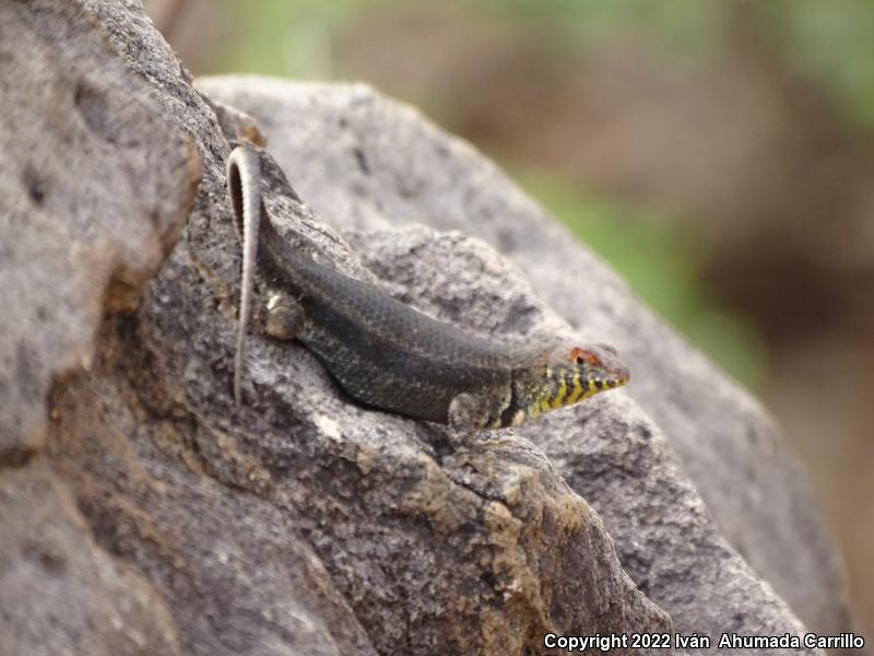 Red-headed Spiny Lizard (Sceloporus pyrocephalus)