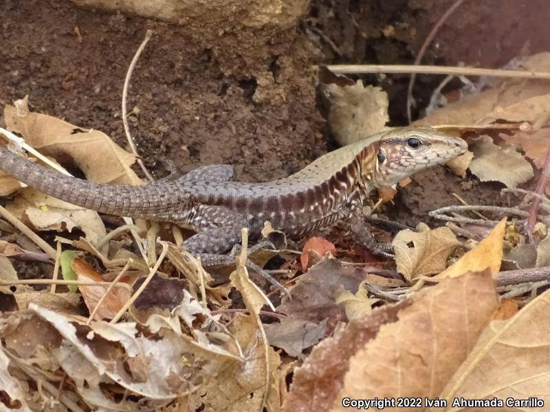 Rainbow Ameiva (Ameiva undulata)