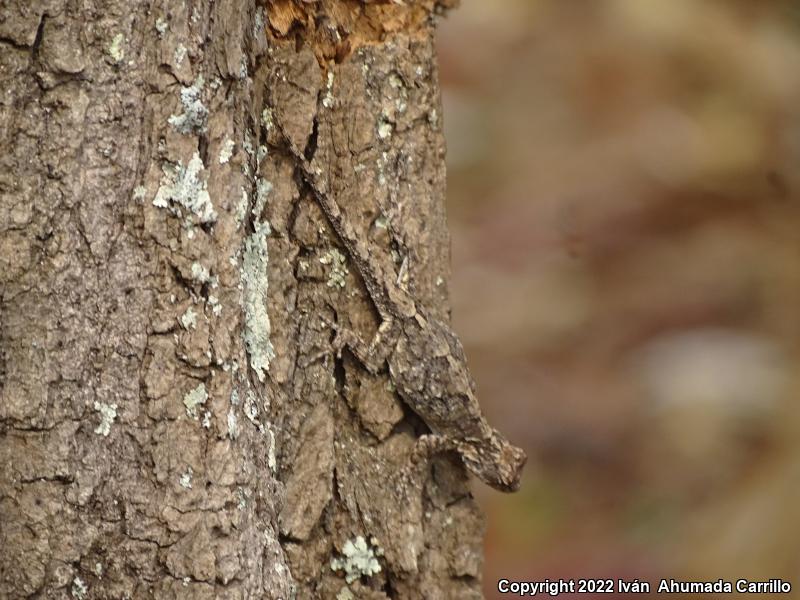 Tubercular Tree Lizard (Urosaurus bicarinatus tuberculatus)