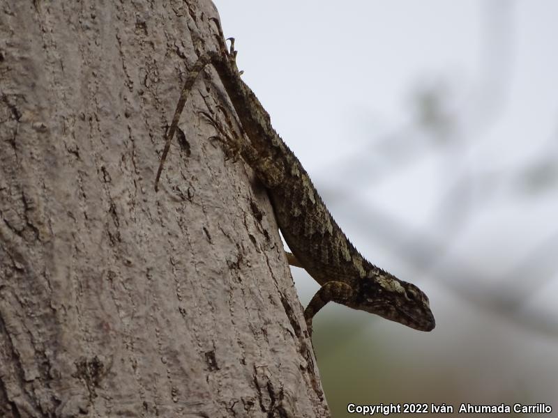 Pastel-bellied Tree Lizard (Sceloporus melanorhinus calligaster)