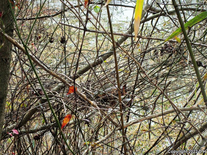 Red-bellied Watersnake (Nerodia erythrogaster erythrogaster)