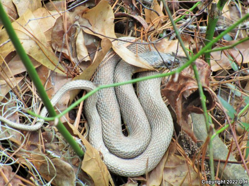 Banded Watersnake (Nerodia fasciata fasciata)