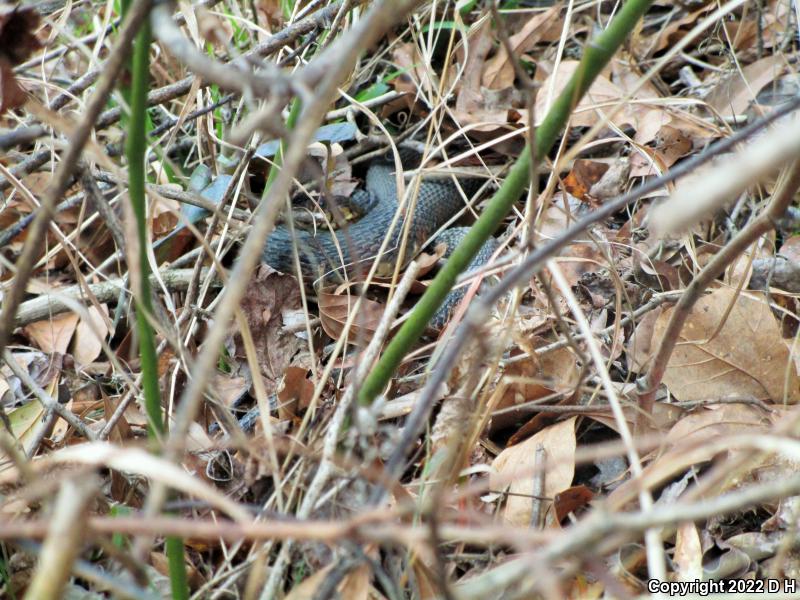 Banded Watersnake (Nerodia fasciata fasciata)