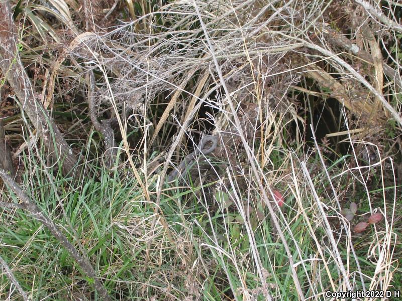 Brown Watersnake (Nerodia taxispilota)