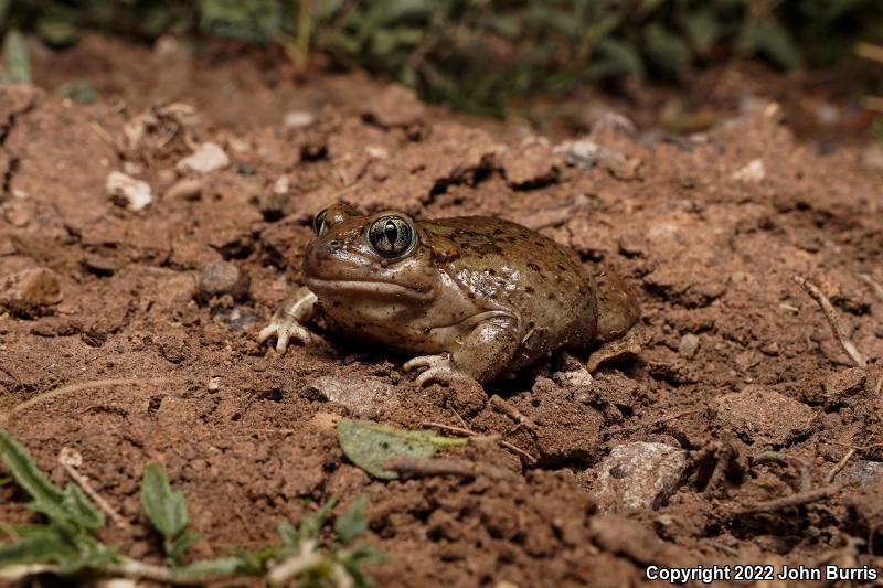 Plains Spadefoot (Spea bombifrons)