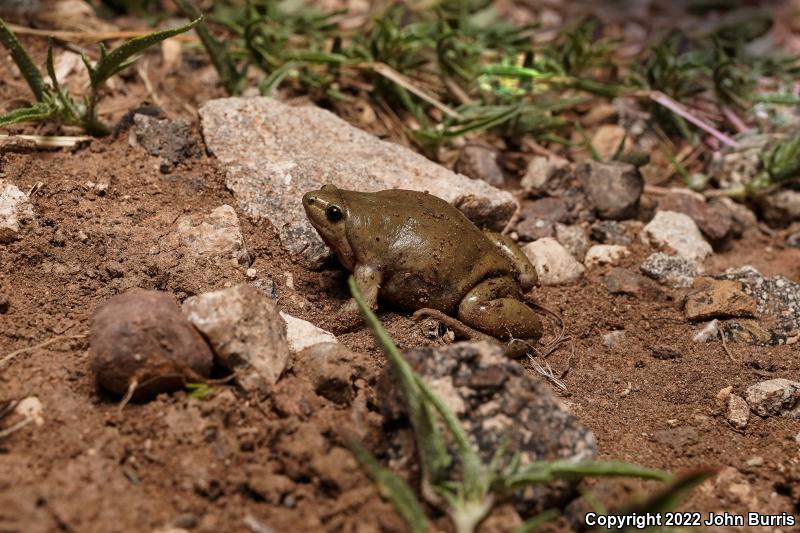 Western Narrow-mouthed Toad (Gastrophryne olivacea olivacea)