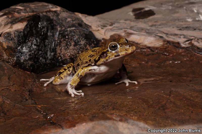 Balcone's Barking Frog (Craugastor augusti latrans)