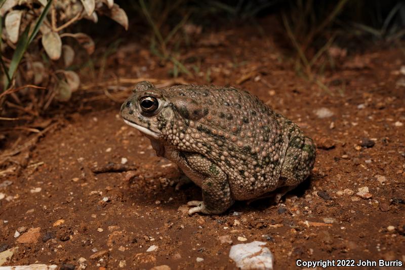 Texas Toad (Anaxyrus speciosus)