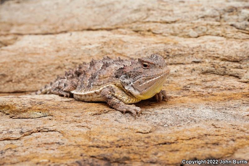 Greater Short-horned Lizard (Phrynosoma hernandesi)