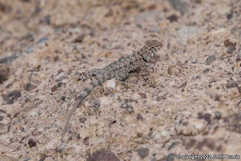 Presidio Canyon Lizard (Sceloporus merriami longipunctatus)