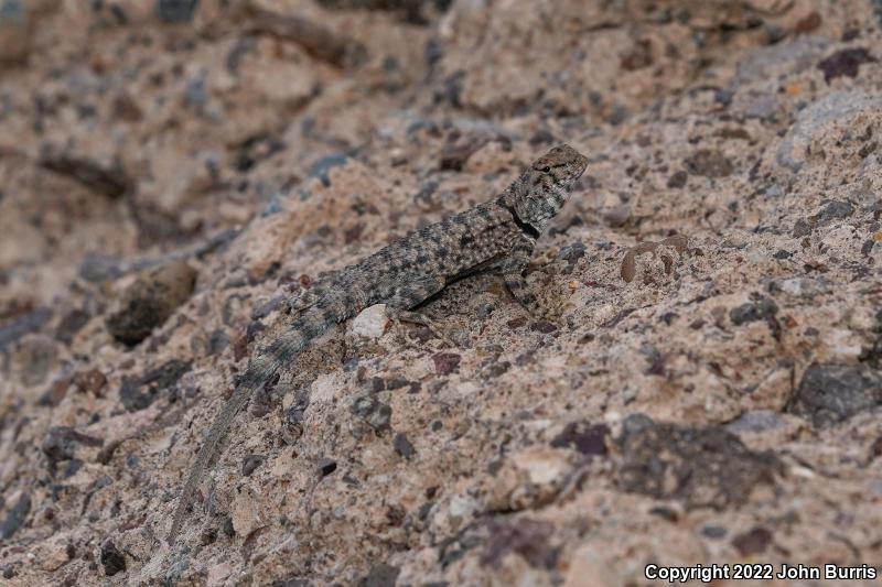 Presidio Canyon Lizard (Sceloporus merriami longipunctatus)