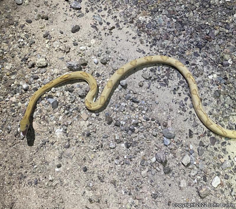 Northern Trans-Pecos Rat Snake (Bogertophis subocularis subocularis)