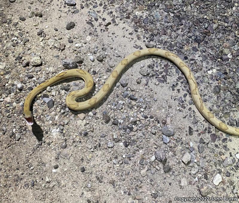 Northern Trans-Pecos Rat Snake (Bogertophis subocularis subocularis)