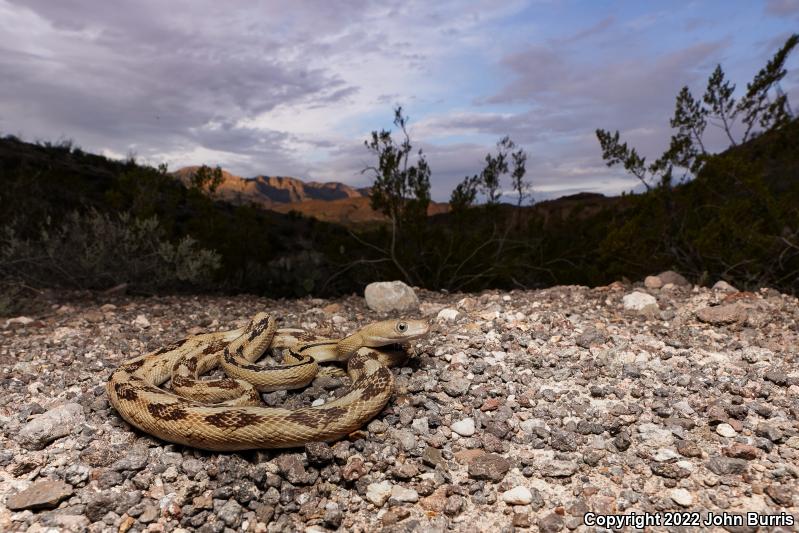 Northern Trans-Pecos Rat Snake (Bogertophis subocularis subocularis)