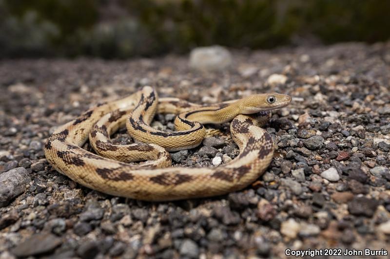 Northern Trans-Pecos Rat Snake (Bogertophis subocularis subocularis)