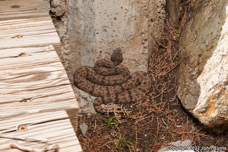 Mottled Rock Rattlesnake (Crotalus lepidus lepidus)