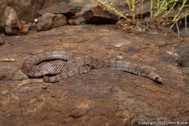 Chihuahuan Hook-nosed Snake (Gyalopion canum)