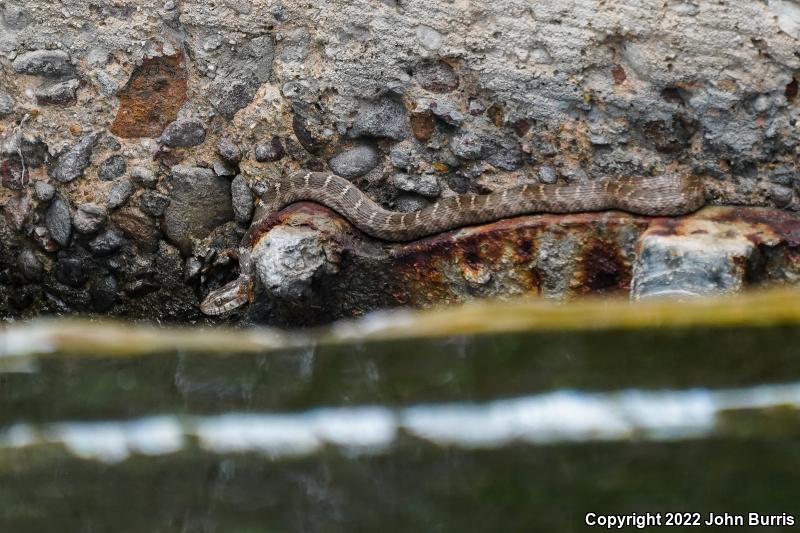 Blotched Watersnake (Nerodia erythrogaster transversa)