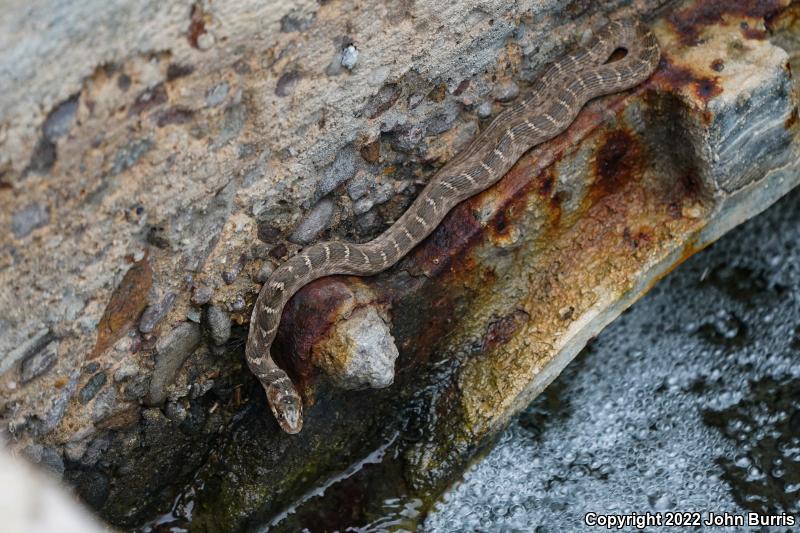 Blotched Watersnake (Nerodia erythrogaster transversa)