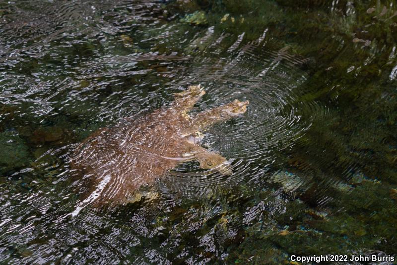 Texas Spiny Softshell (Apalone spinifera emoryi)