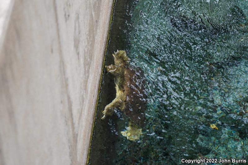 Texas Spiny Softshell (Apalone spinifera emoryi)