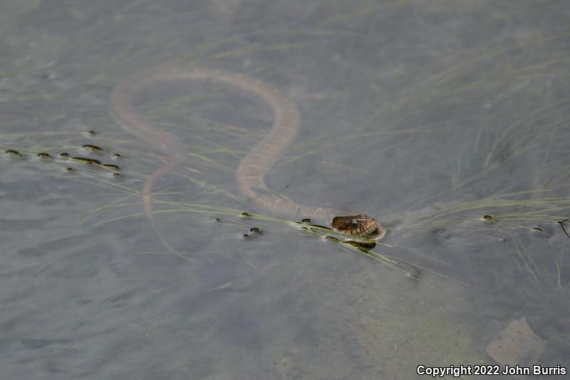 Blotched Watersnake (Nerodia erythrogaster transversa)