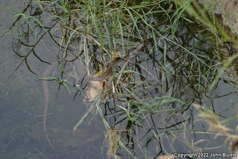 Blotched Watersnake (Nerodia erythrogaster transversa)