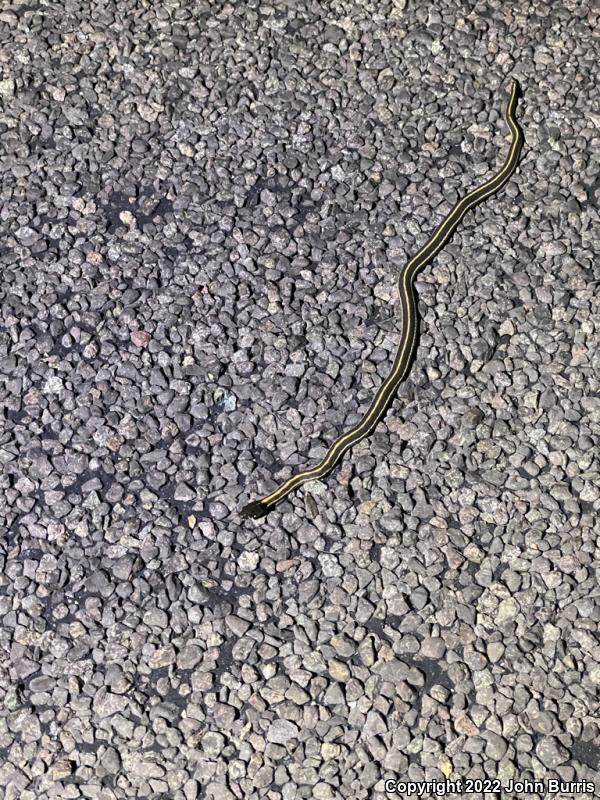 Western Black-necked Gartersnake (Thamnophis cyrtopsis cyrtopsis)