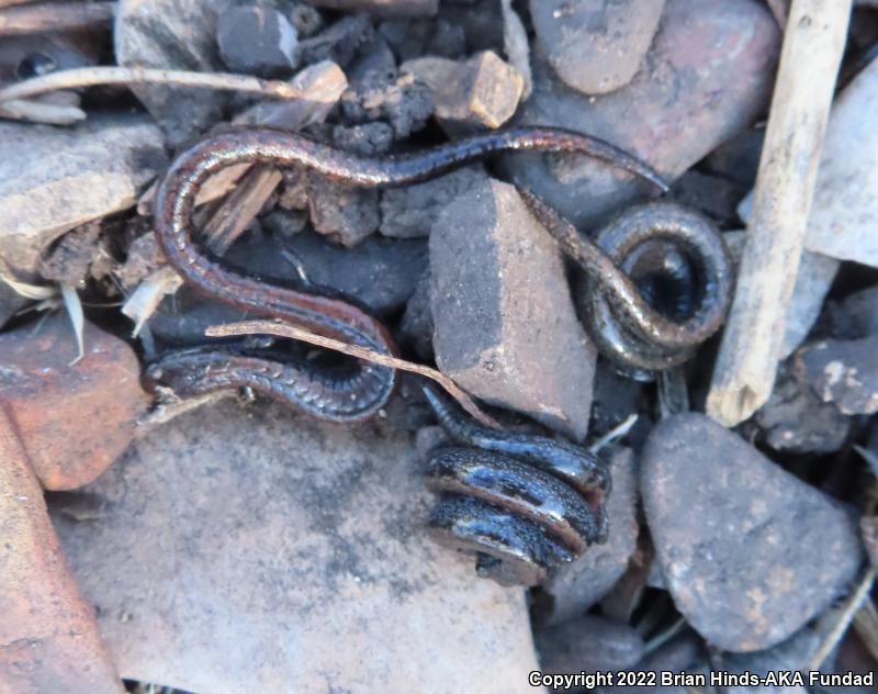 Black-bellied Slender Salamander (Batrachoseps nigriventris)