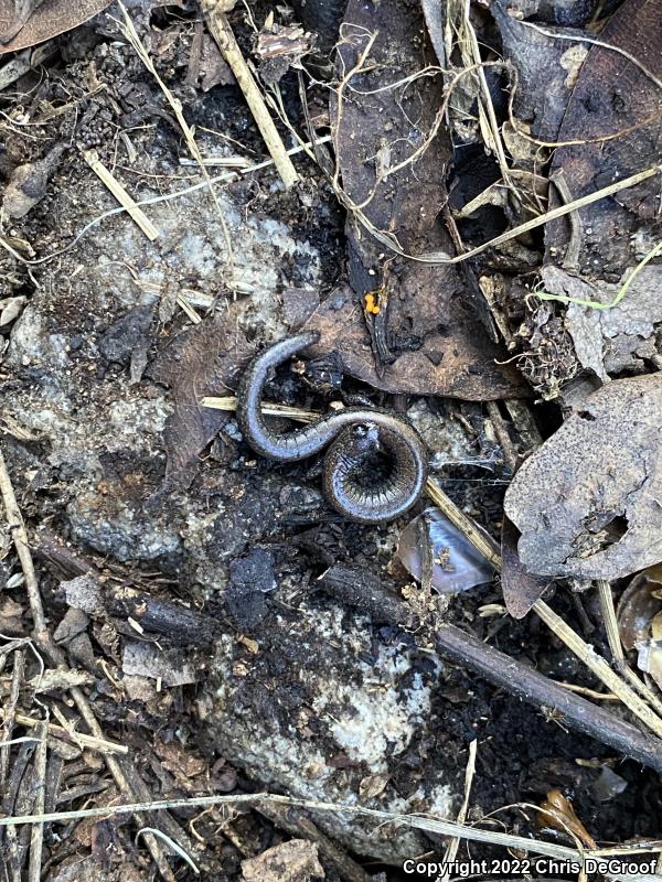 Black-bellied Slender Salamander (Batrachoseps nigriventris)