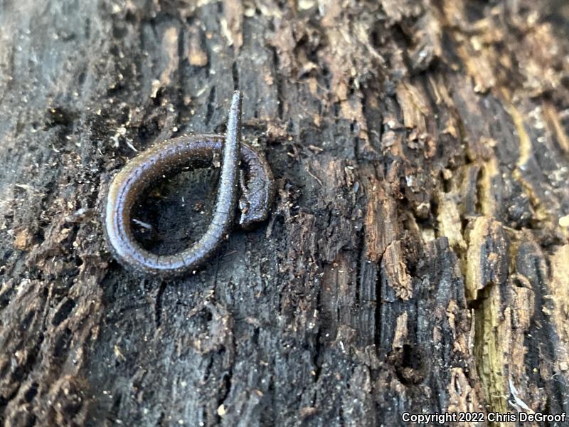 Black-bellied Slender Salamander (Batrachoseps nigriventris)