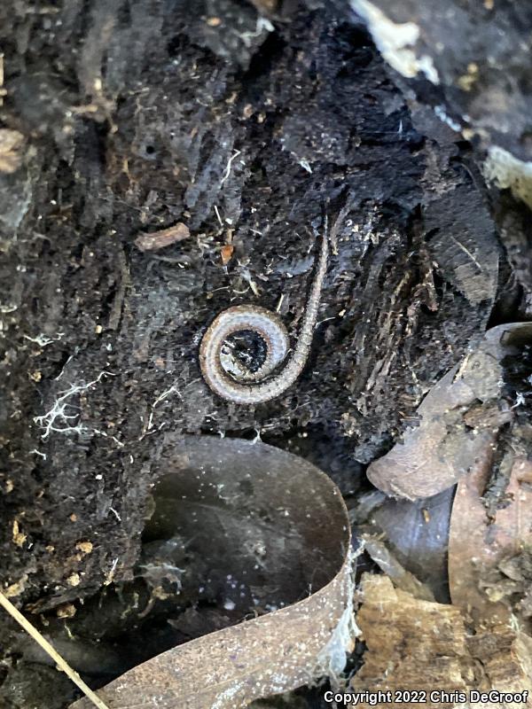 Black-bellied Slender Salamander (Batrachoseps nigriventris)