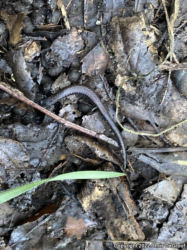 Black-bellied Slender Salamander (Batrachoseps nigriventris)