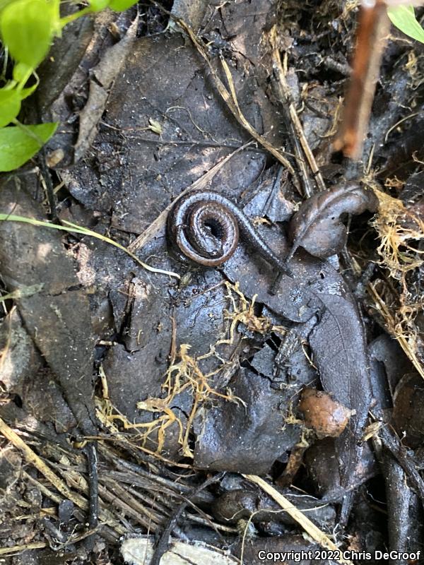 Black-bellied Slender Salamander (Batrachoseps nigriventris)