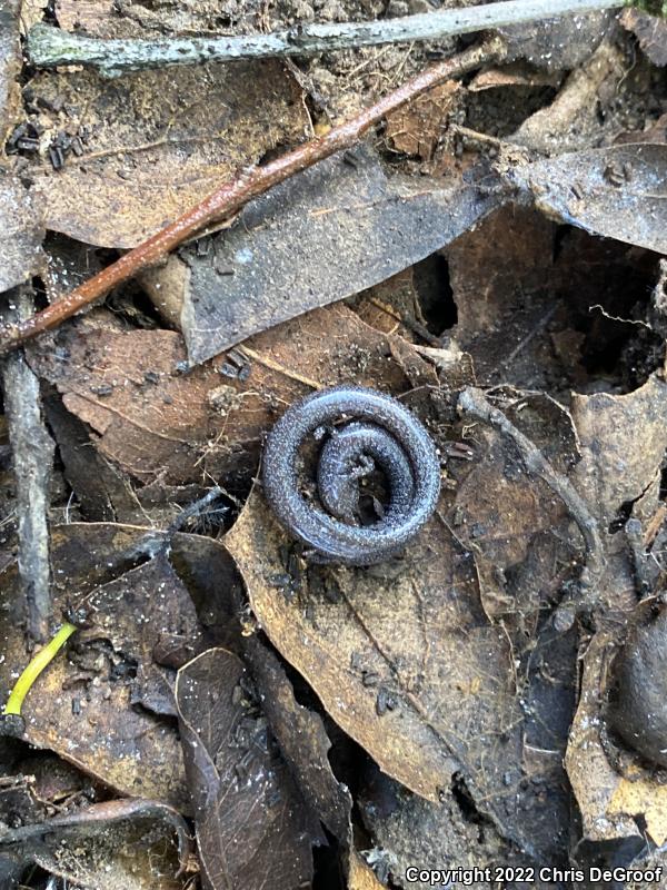 Black-bellied Slender Salamander (Batrachoseps nigriventris)